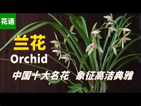 蘭花意義|【蘭花 意思】揭秘蘭花背後的花語與象徵！送蘭花意。